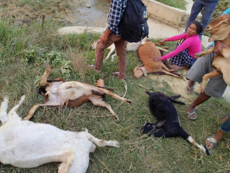 हात्तीले बाख्रा कुच्चिएर मारिदिएपछि….