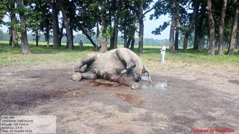 कञ्चननपुरमा गर्भवती हात्तीको मृत्यु