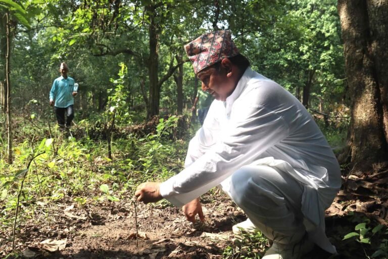 कृष्णपुर नगरपालिकाले गर्‍यो लोपोन्मुख प्रजातिसहित ४० हजार वृक्षरोपण