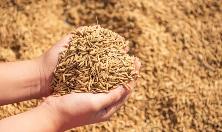 धान बिक्री गर्ने किसानलाई चेकमार्फत भुक्तानी