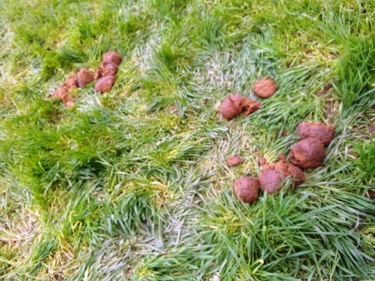 पुनर्वासमा जङ्गली जंहात्तीको उपद्रो, बालीनालीमा क्षति