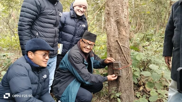 ब्रम्हादेव करिडोरमा बाघ तथा आहारा प्रजाति गणनाको लागि क्यामेरा जडान