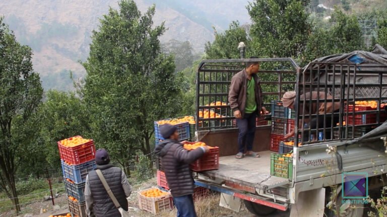 सुन्तला बेचेर किसानले कमाए ३३ करोड