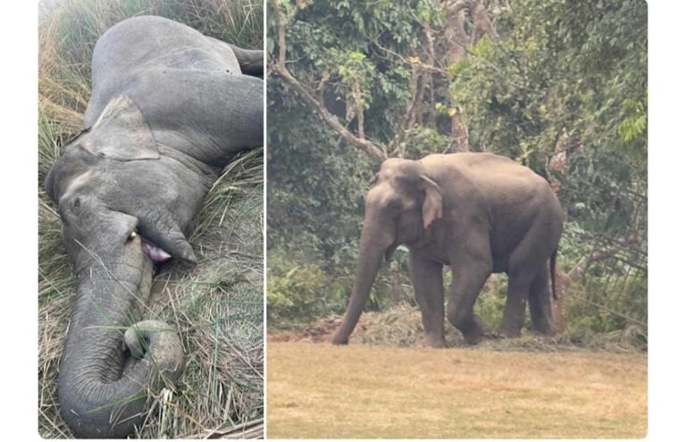 निकुञ्ज सुरक्षाकर्मीकै गोली लागेर चितवनमा हात्तीको मृत्यु