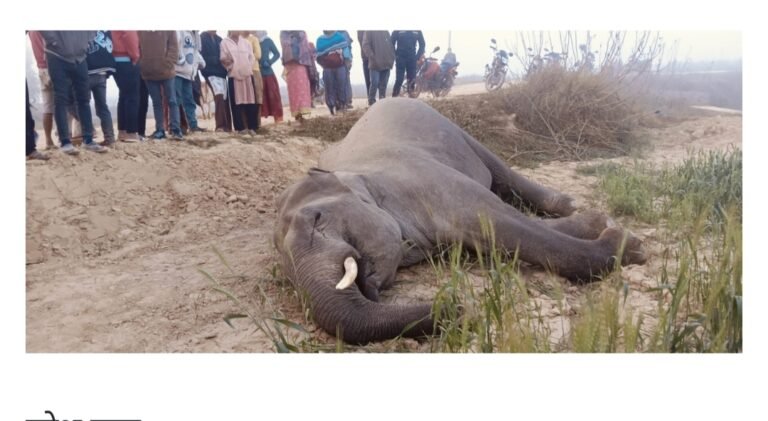 कंचनपुरमा जंगली हात्ती मृत फेला