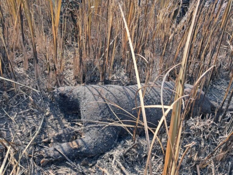 कञ्चनपुरमा जलेको अवस्थामा बाघ मृत फेला