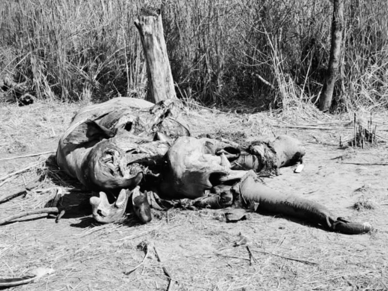 शुक्लाफाट राष्ट्रिय निकुञ्जमा  हात्ती मृत फेला