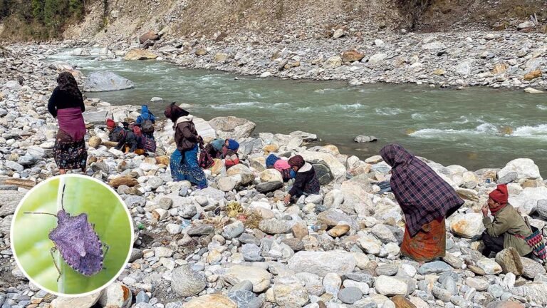 हल्लाकै भरमा, पतेरो संकलन गर्न बगरमा