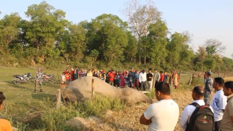 कञ्चनपुरमा बयस्क हात्ती मृत फेला