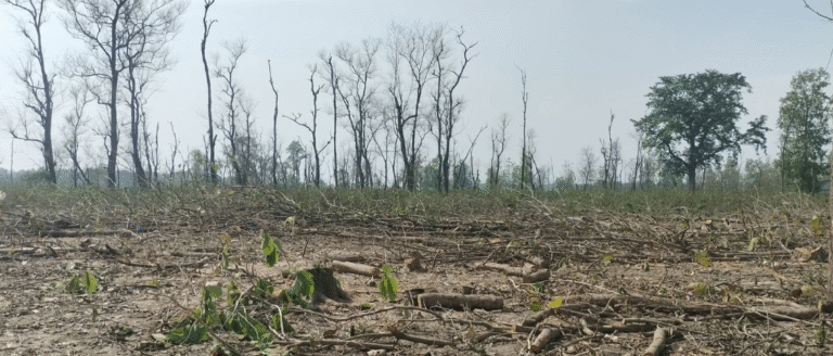 बन्दरगाह १ हजार ७ सय २ रुखमध्ये १०९ रुख फिल्डमै भेटिएनन्, रुख चोरीको आरोपमा , ३ जना पक्राउ