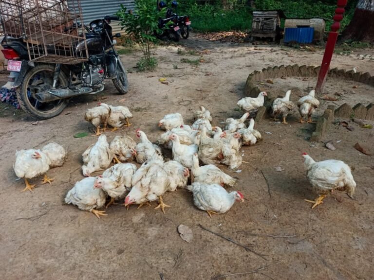 भारतमा बर्ड फ्लु देखिएपछि सीमामा कडाई, अवैध रूपमा ल्याउँदै गरेका कुखुराका चल्ला नष्ट