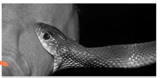 सर्पको टोकाईबाट  लक्कीको मृत्यु