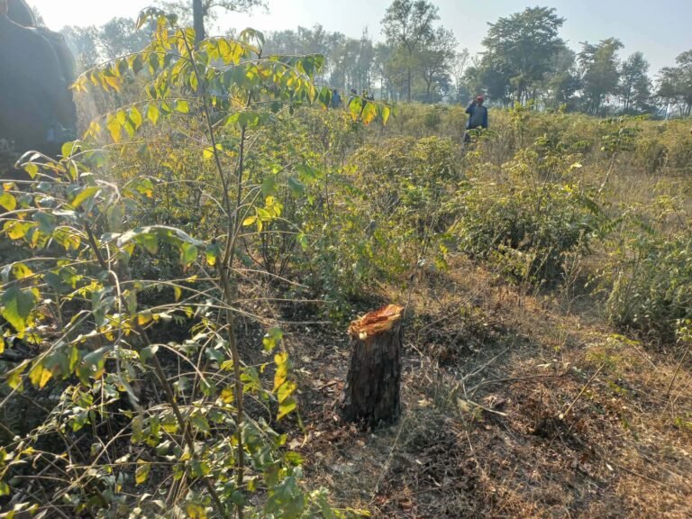 कृष्णपुरमा आश्चर्यित वन फँडानी:  जब फैलियो हल्ला, क्षणभरमै भङ्गार बन्यो गौरिघाट