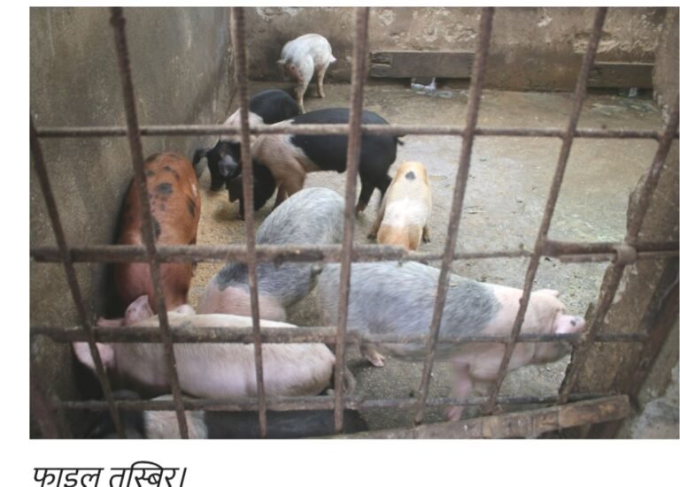 कैलाली र कञ्चनपुरका विभिन्न स्थानमा पालिएका बङ्गुरमा ‘अफ्रिकन स्वाइन फिभर’ को सङ्क्रमण पुष्टि