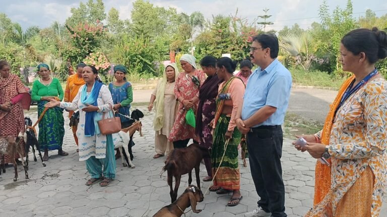 बेदकोट नगरपालिका द्धारा द्धन्द्ध पिडित,एकल महिलालाई बाख्रा वितरण